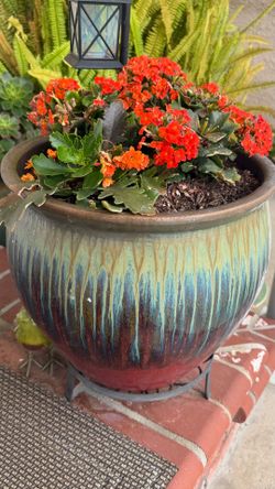 Succulent plant