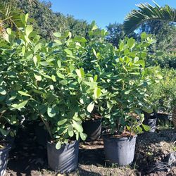 Sale! Clusia 5'ft $40🏡