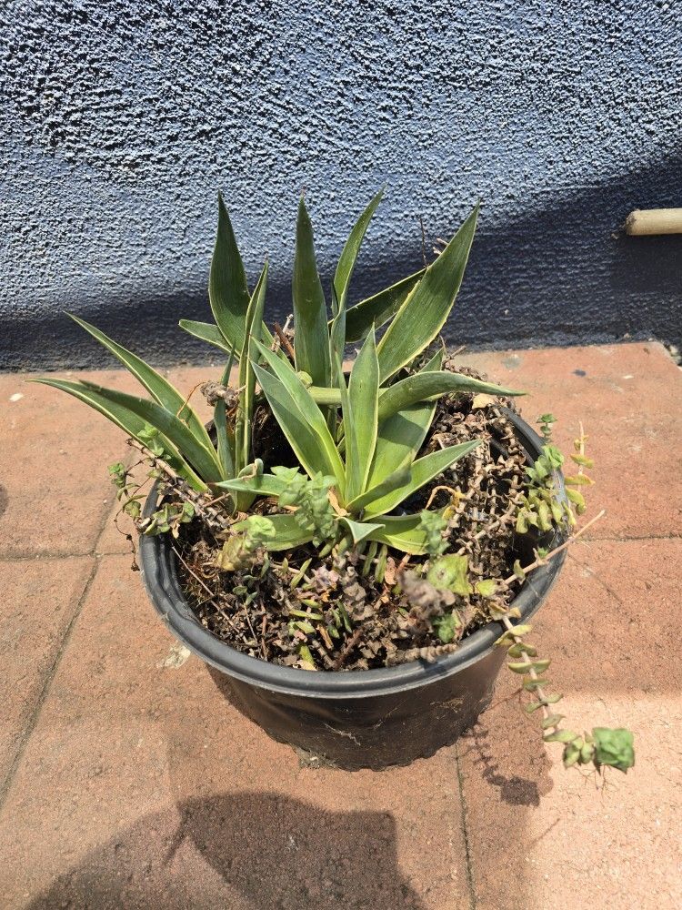 Succulent $5