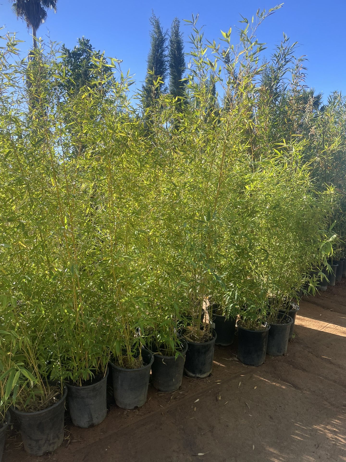 5 Gallon Size- Bamboo Plants- Approximately 4-6 Feet Tall-