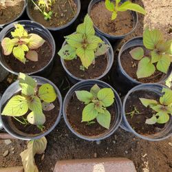 Red Basil Plant