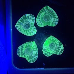 Uranium Candle Holder 