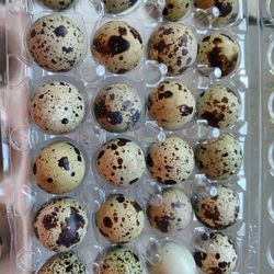 Huevo De Codorniz 24pc