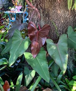 Dark Lord philodendron 