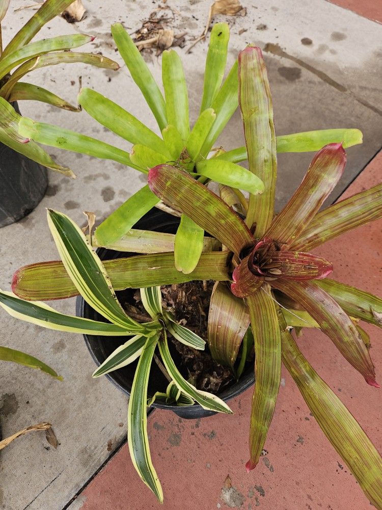 Bromeliads. Mixed