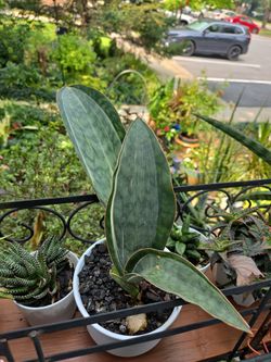 Sansevieria Mansoniana variegated white.