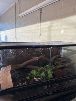 40 gallon tank