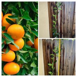 Around 6Ft Tall Owari Satsuma Mandarin Semi Dwarf Grafted Citrus Fruit Tree Non GMO 5 Gallon Nursery Pot Live Plant