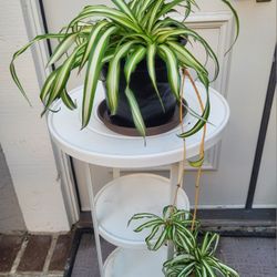 Pending Pickup- Spider Plant In A 1-gal Nursery Pot 