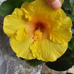 Yellow-orange Hibiscus Flower Live Plant, Rooted