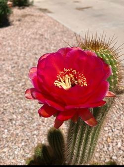 Torch Cactus Clipping
