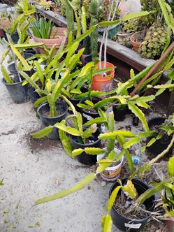 Dragon fruit plants