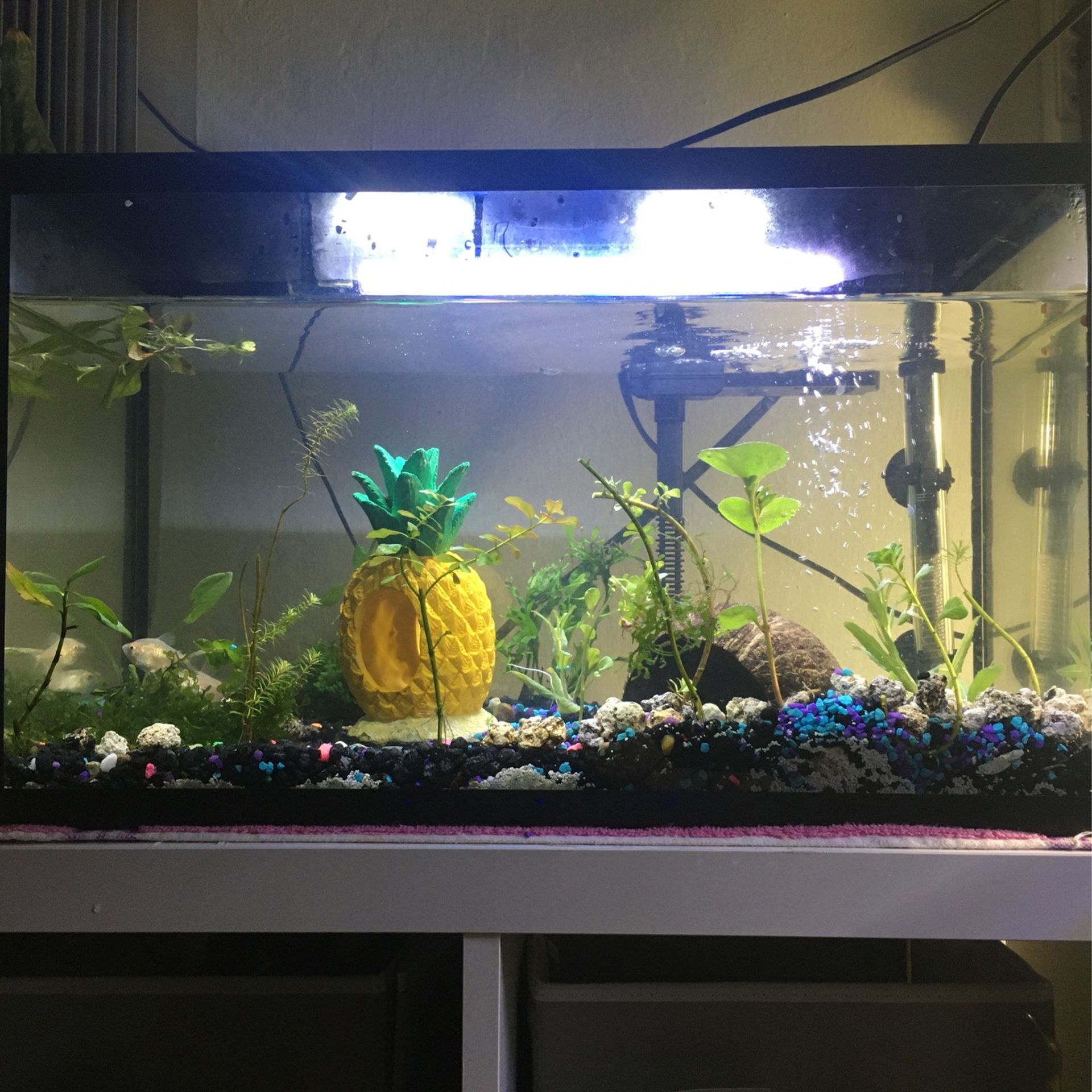 Aquarium Plants Fish And Supplies (Everything You Will Need, Pictures Doesn’t Show Lot Of Things That Are Included - Read Description )