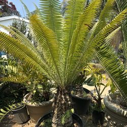 Dioon Spinalosum