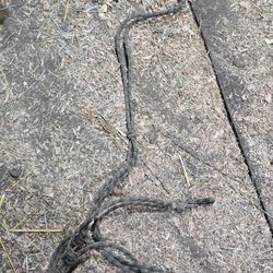 Used Rope Halter