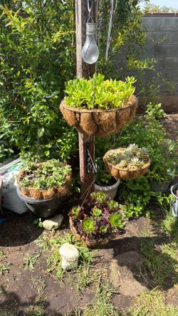 4 Hanging Succulents plants/ 4 Plantas Un Precio