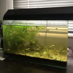 Rimless Fish Tank with all the plants and fish