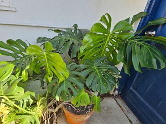 Monstera Deliciosa