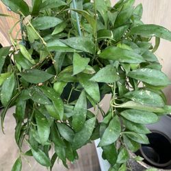 Hoya Lacunosa Plants 