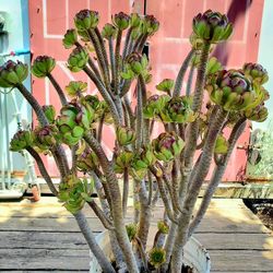 Big Mature Succulent: Tree Aeonium