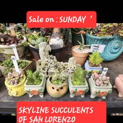SUCCULENT AND PLANT SALE SUNDAY 12 NOON UNTIL 3:30 PM ☆ SAN LORENZO 