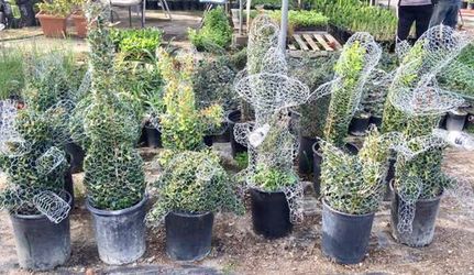 Great Gifts! Topiary REAL Plants inside Shaped Wire. Dinosaur Borracha Elephant Horse Pig Dolphin Swan Turtle Bunny Bear Hummingbird Heart & Many More