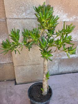 Sherk ears suculent Plant