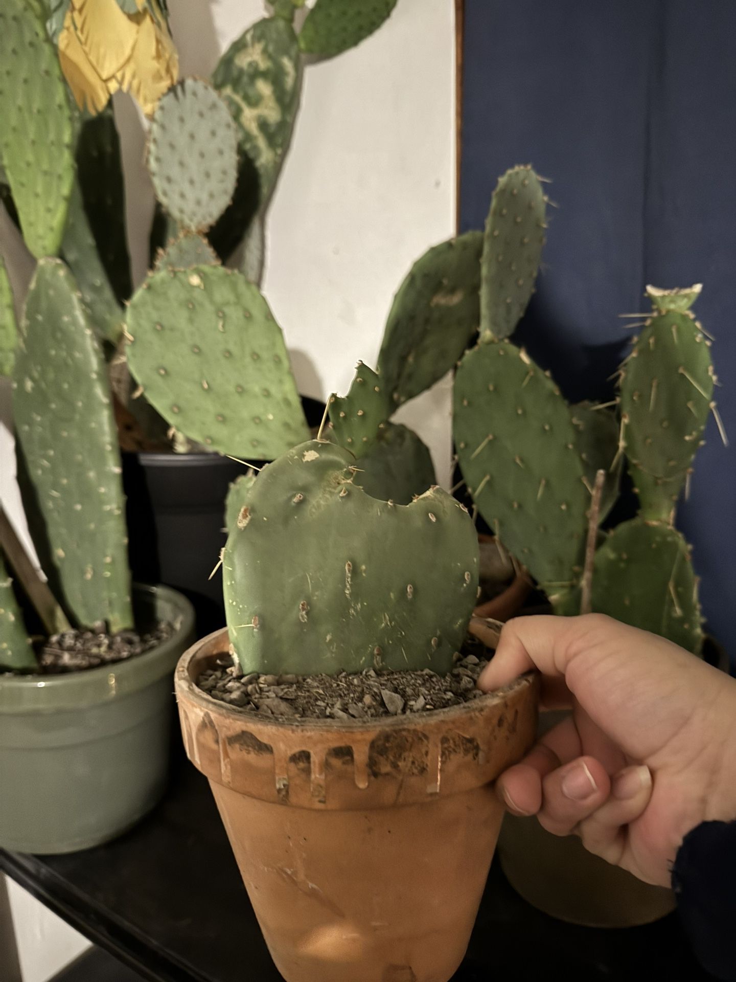 Mature cactus pad plant California