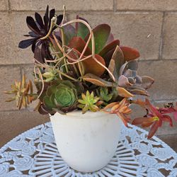 Decoration Suculents Plants Mix