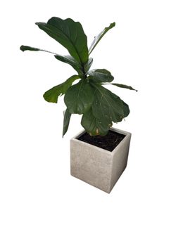 Large Fiddle Leaf Fig with Marble Pot