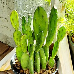 Living Plant 🌱13"H Opuntia Ficus-Indica on 5"H Pot ::: Outdoor/Full Sun  