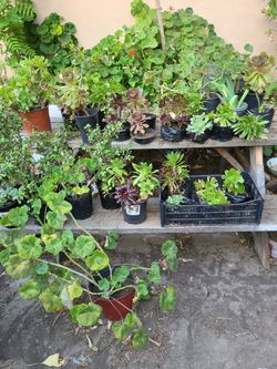 $1 succulent plants lake Elsinore CA