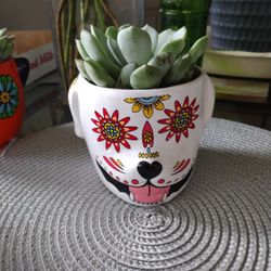 4" Holloween Succulent Pot With Plant