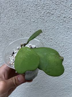 Hoya Kerrii Splash Heart Plant – Rooted – $5