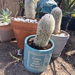 Old man Cactus