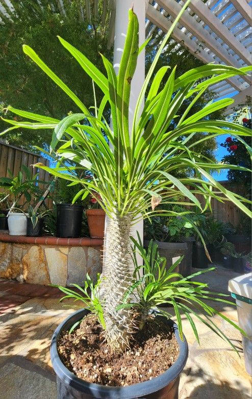 Madagascar Palm In 5 Gallon Pot - 15" Tall
