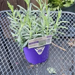 English Lavender Herb 