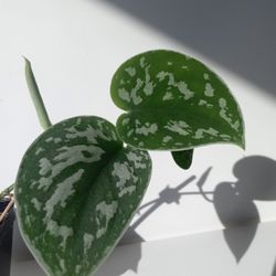 Lush Trailing Silver Satin Pothos Money Plant/ House Plant/ Indoor Plant / Flower Patio Garden 