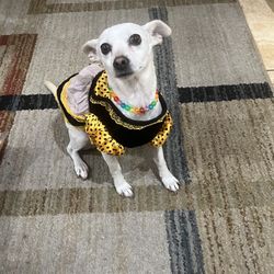 Dog Cute Dress-Small, Medium, Large