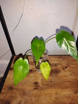 Alocasia Sumo starter plant (house plant)