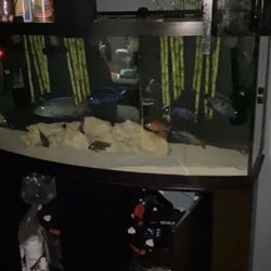 Open To Trade Fish Tank 72 Bow Front With Wood Cabinets And Wood Canapy 