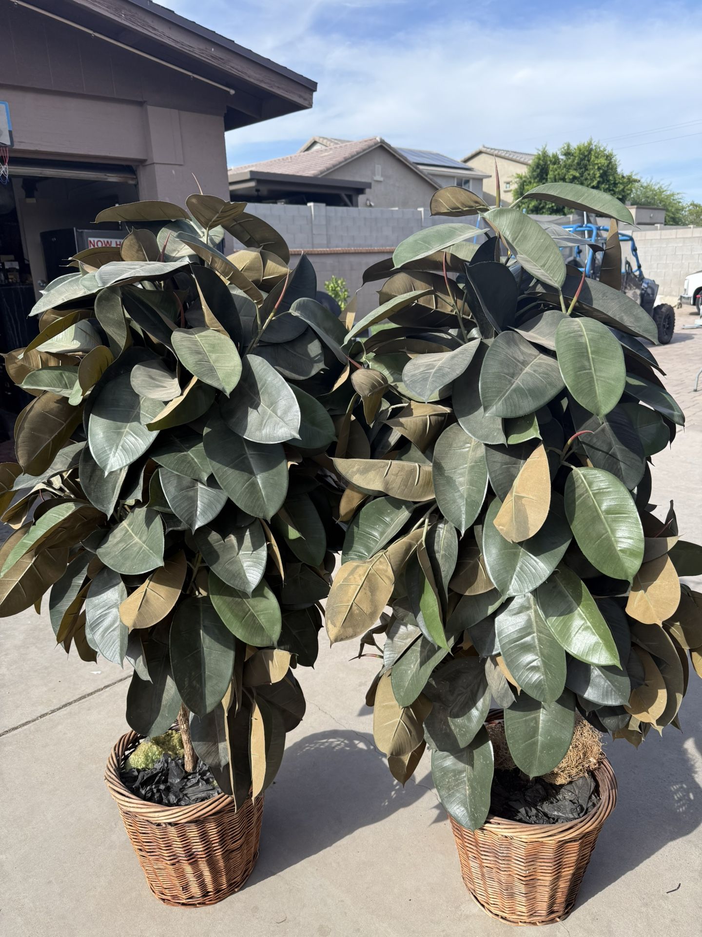 Fake House Plant
