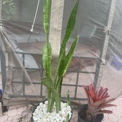 Snake Plant 
