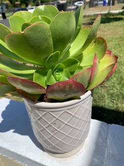 Plant measure11”
