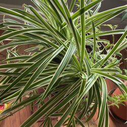 Spider Plants- Small Medium And Large 