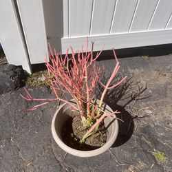 Firestick Plant And Pot 