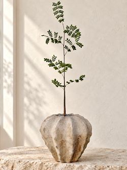 ‘Rare’ Delonix Pumila (Planter Included)  ‘Local LA Seller’