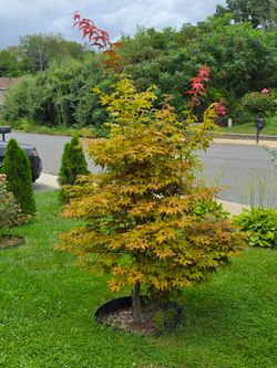 Red Japanese Maple Tree Live Plant