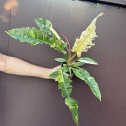 4” Philodendron Ring Of Fire