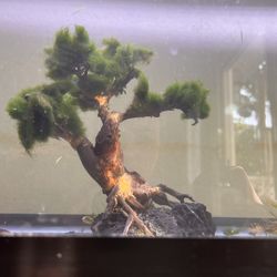 Aquarium Tank Wooden Decor Moss Tree